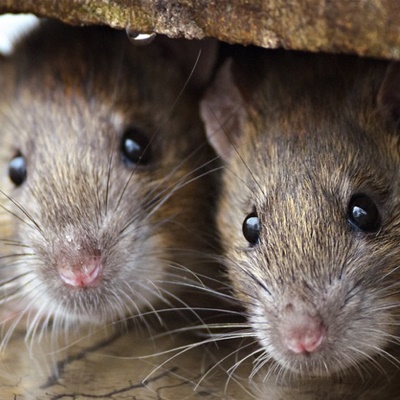 two-rats-under-stones-400-400 two-rats-under-stones-400-400